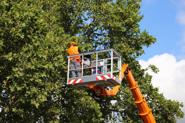 Arabi, LA Tree Services Company