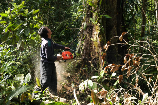 Best Stump Grinding and Removal  in Arabi, LA