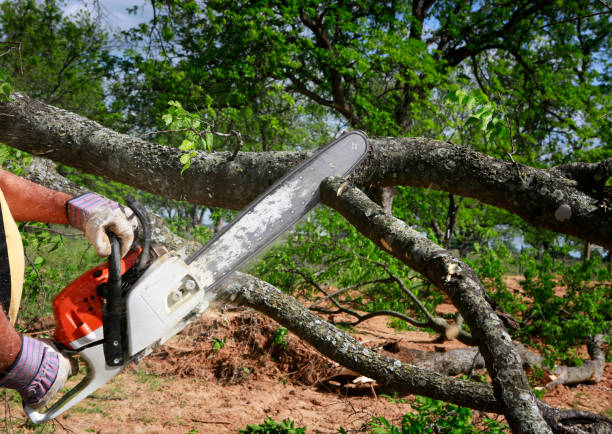 Best Tree Risk Assessment  in Arabi, LA